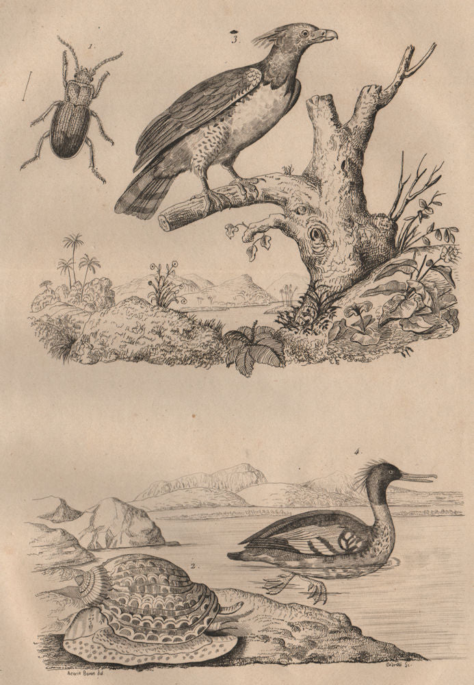 Harpalus beetle. Ventral Harp. Harpy Eagle. Harle (Merganser) 1834 old print